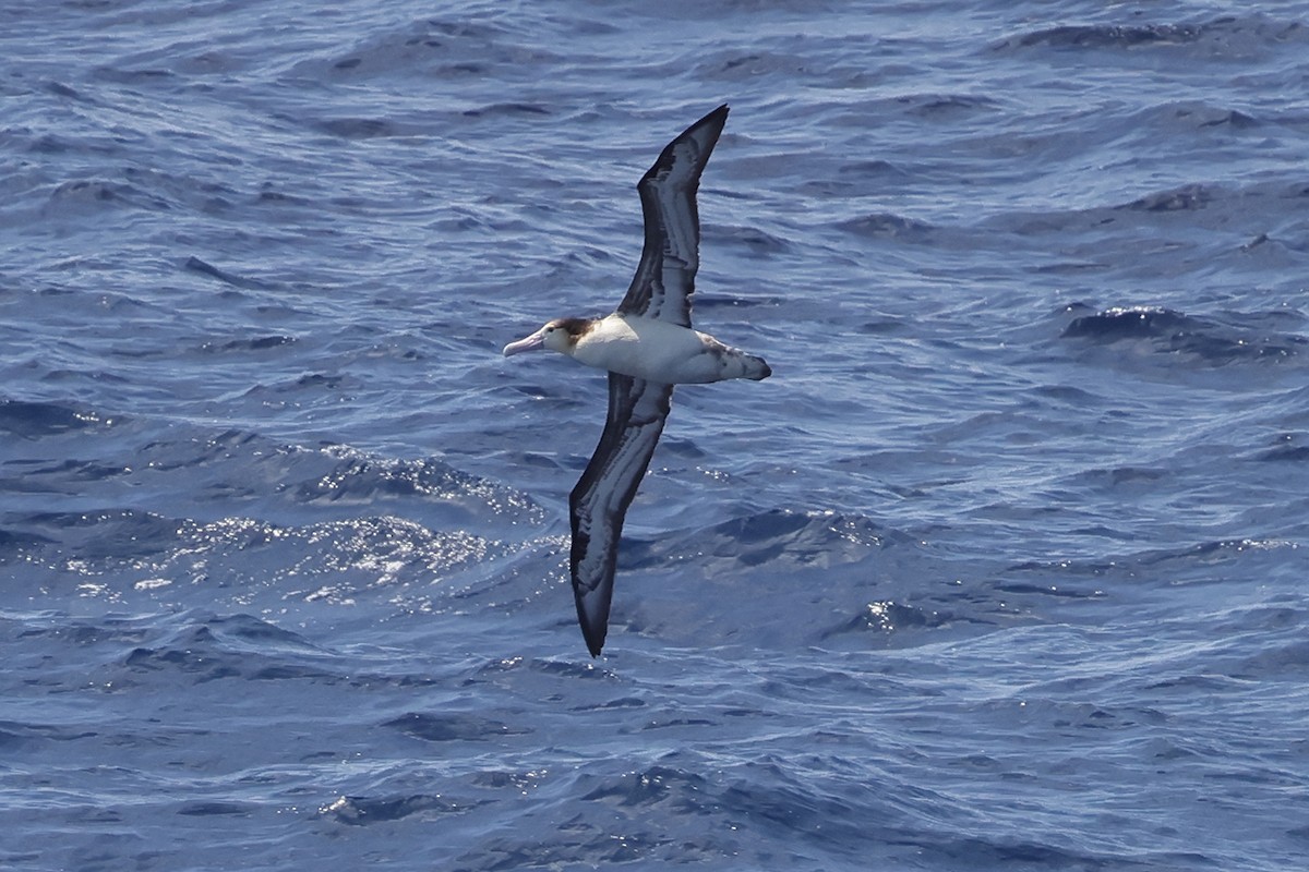 Albatros à queue courte - ML618514198