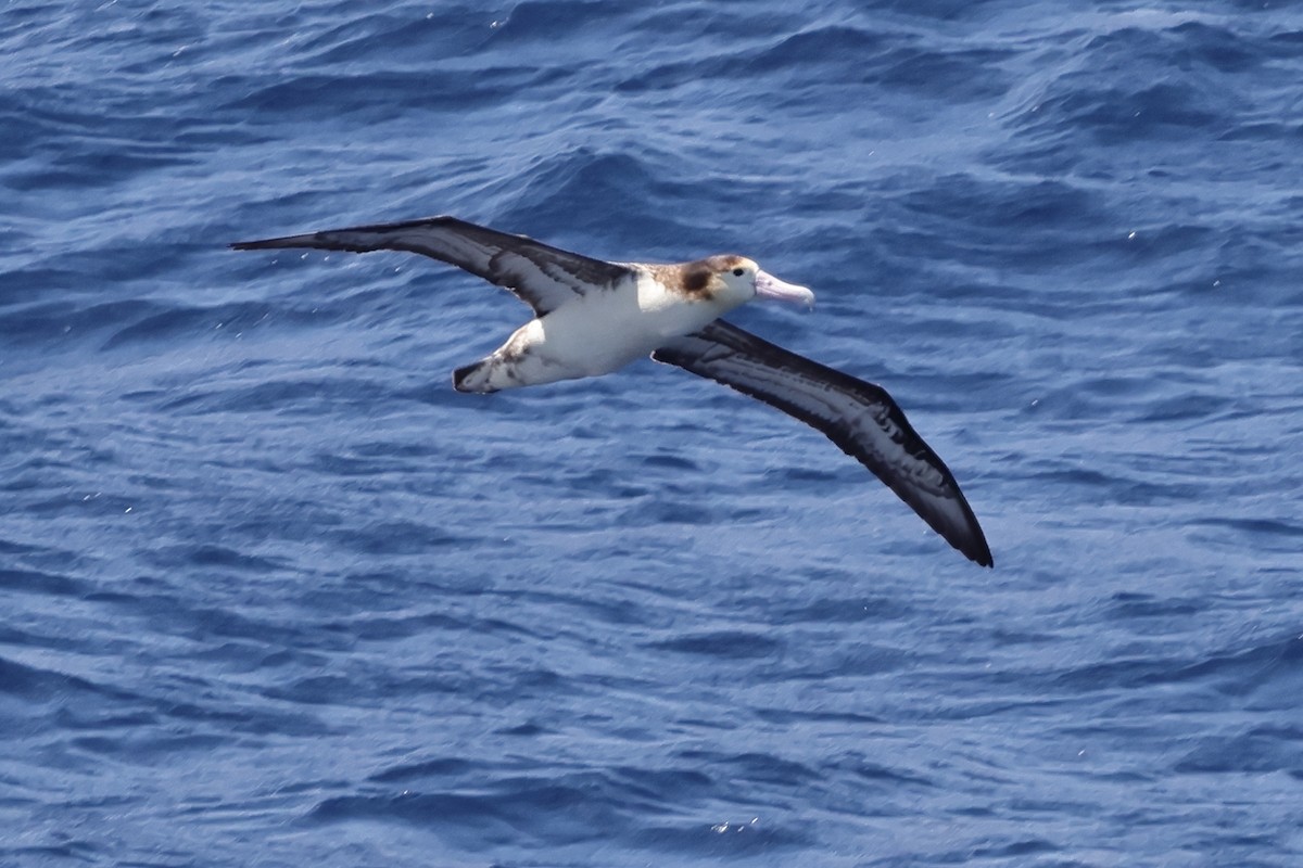 Albatros à queue courte - ML618514209