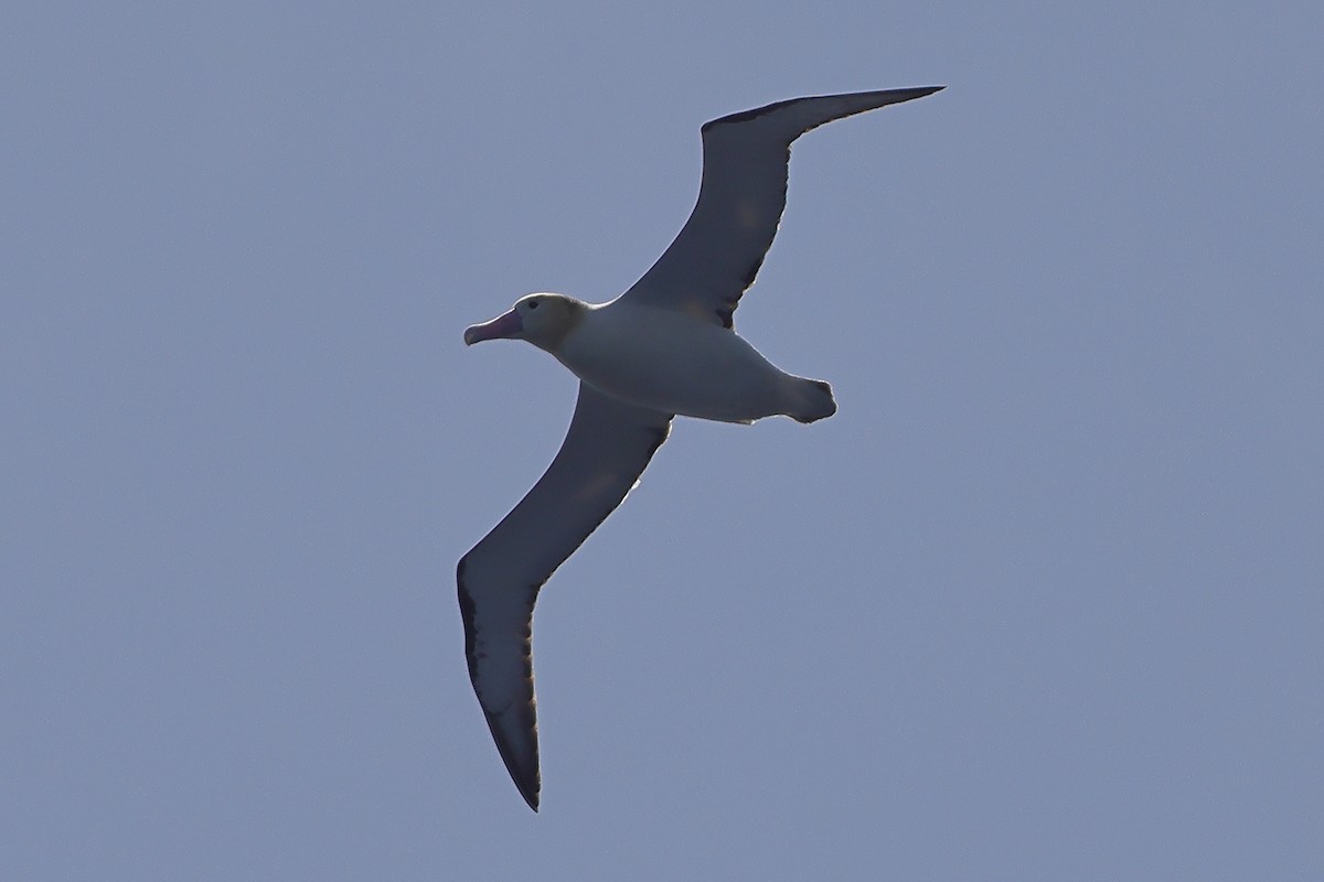 Albatros à queue courte - ML618514213