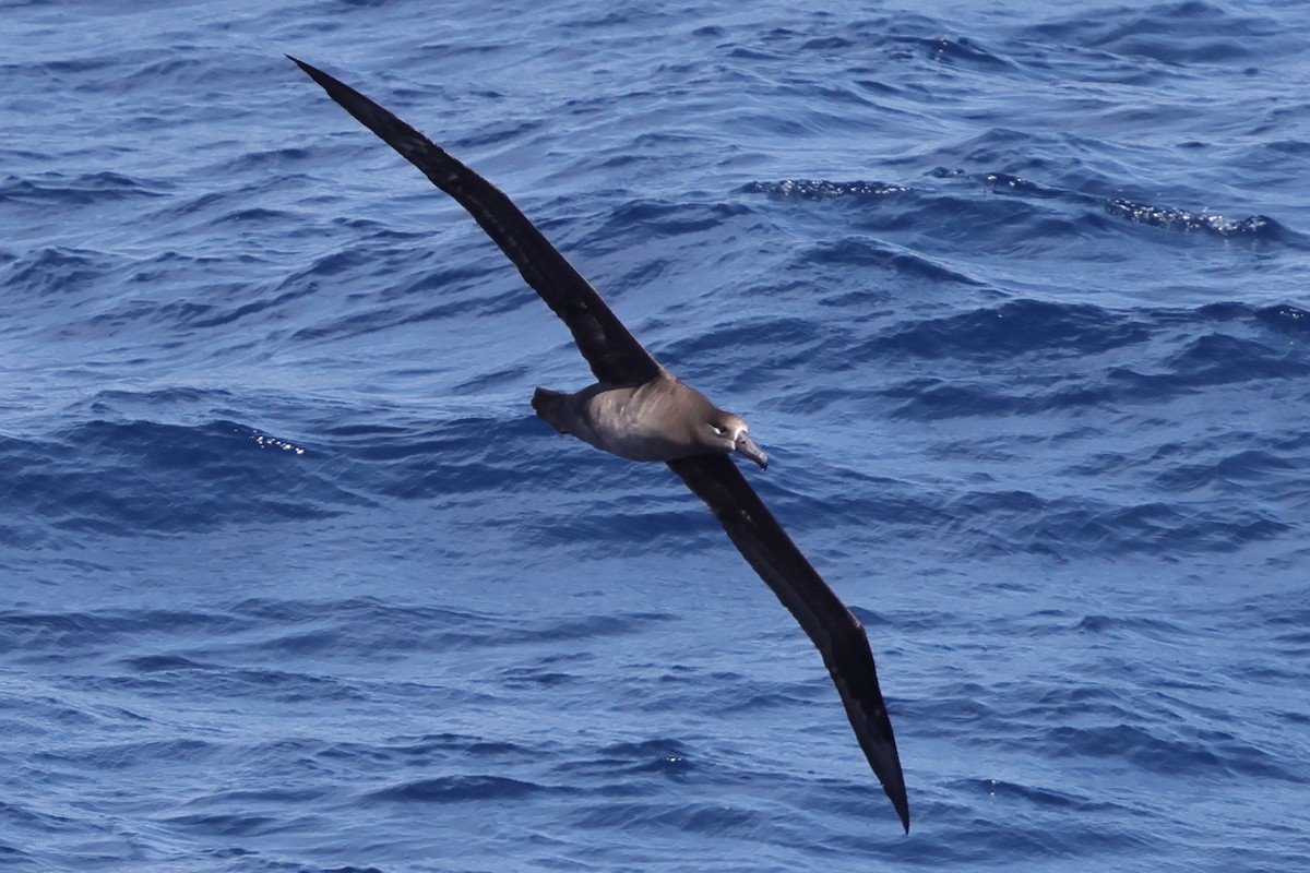 albatros černonohý - ML618514218