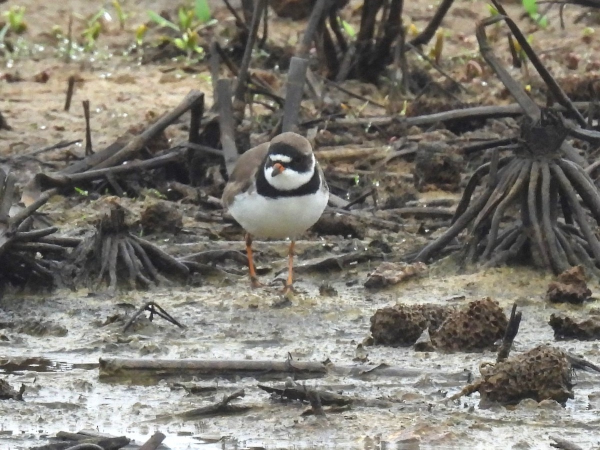 Semipalmated Plover - ML618514225
