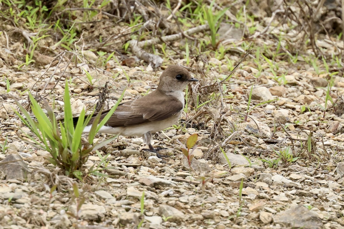 Northern Rough-winged Swallow - ML618514244