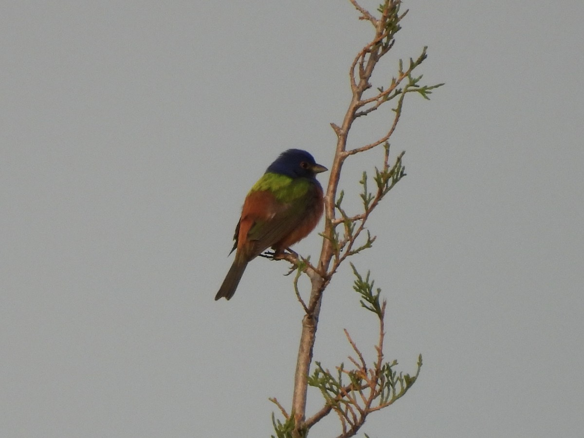 Painted Bunting - ML618514246