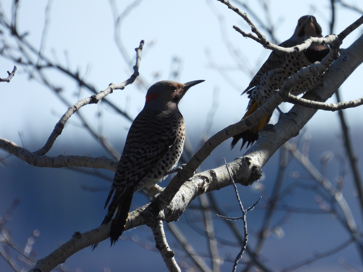 Northern Flicker (Yellow-shafted) - ML618514255