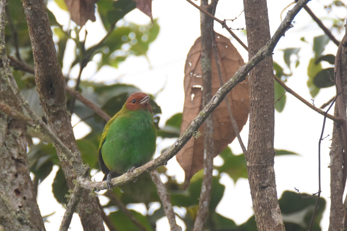 Bay-headed Tanager (Bay-and-green) - ML618514257
