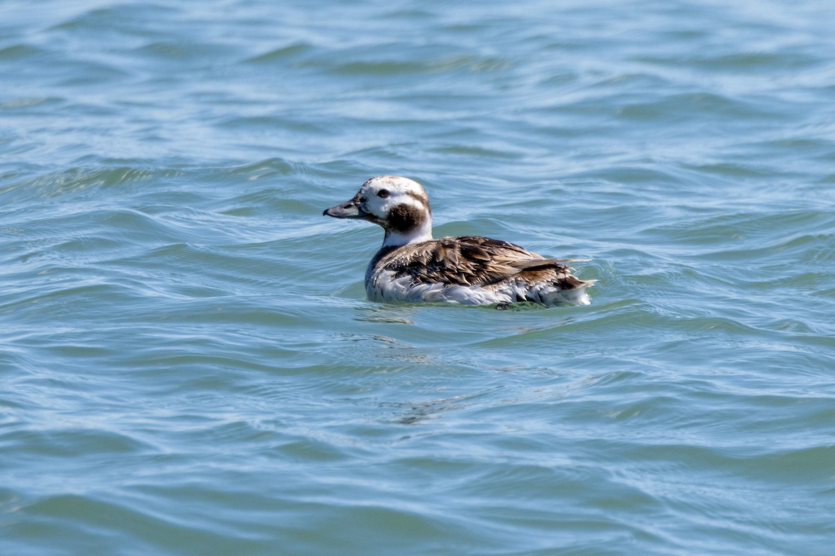 Long-tailed Duck - Anna Klafter