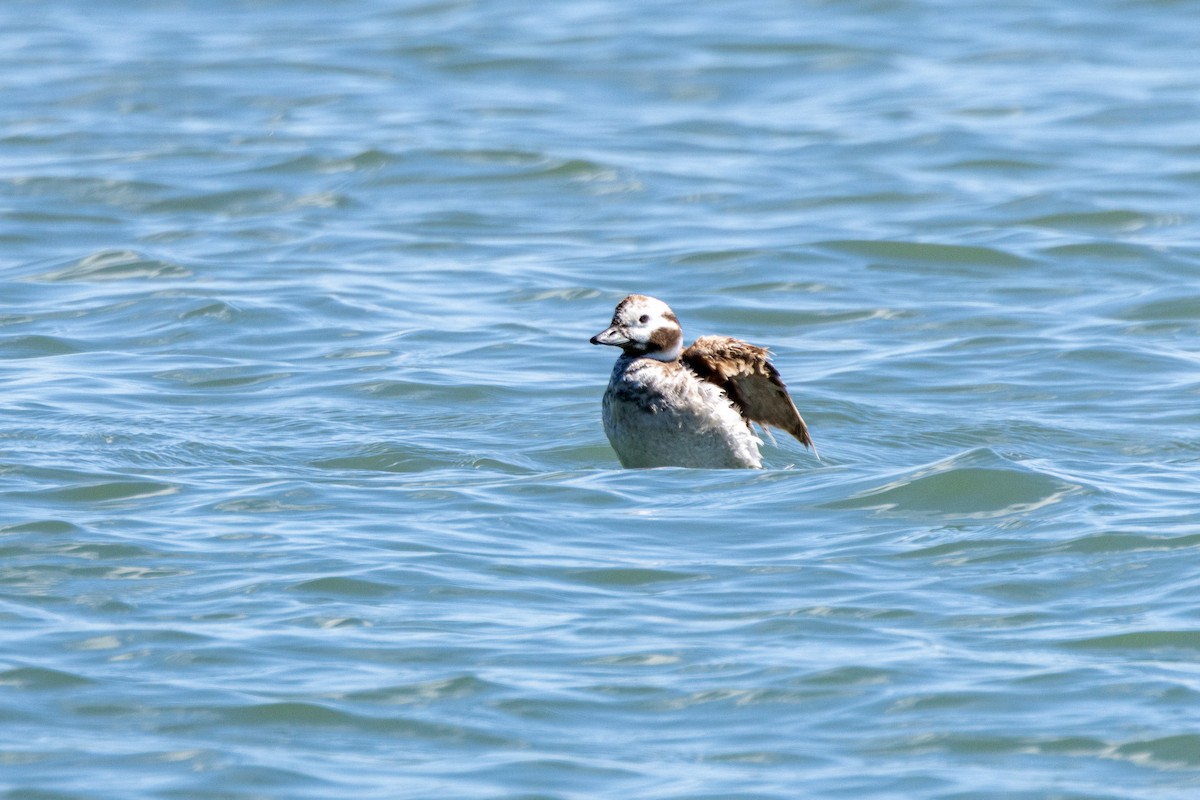 Long-tailed Duck - ML618514266