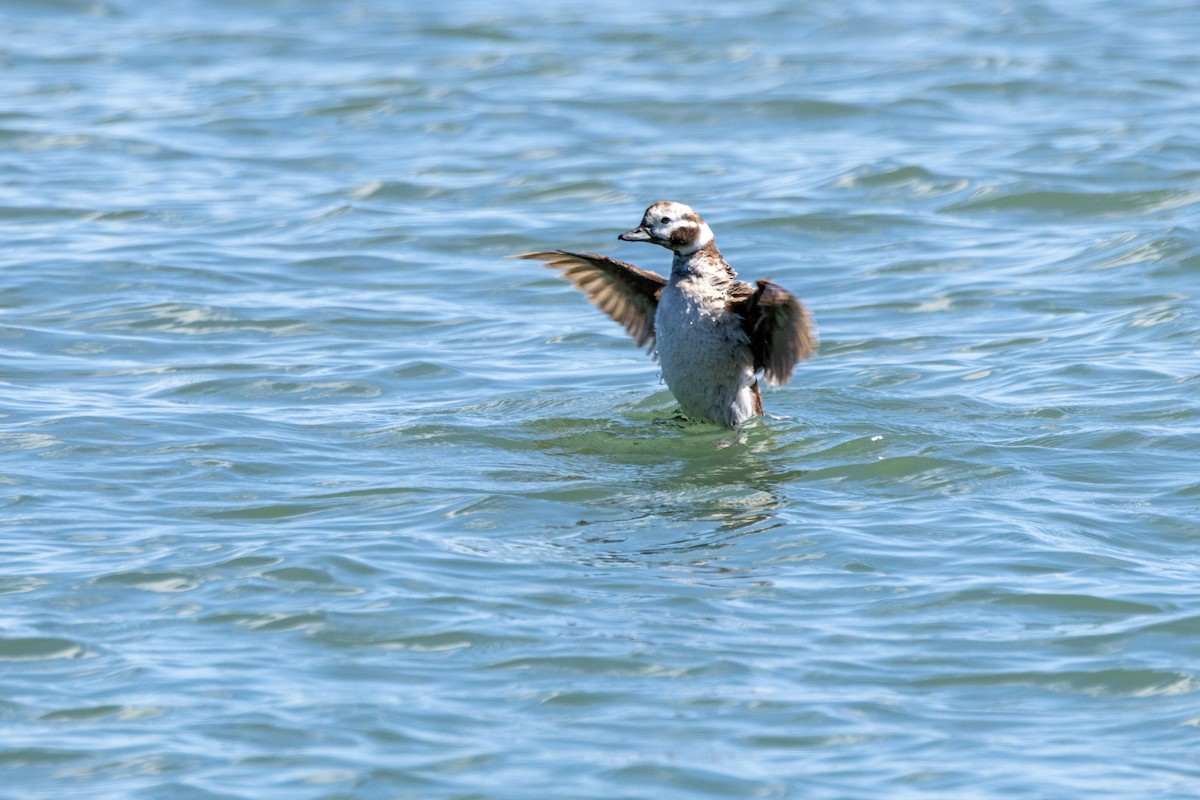 Long-tailed Duck - ML618514269