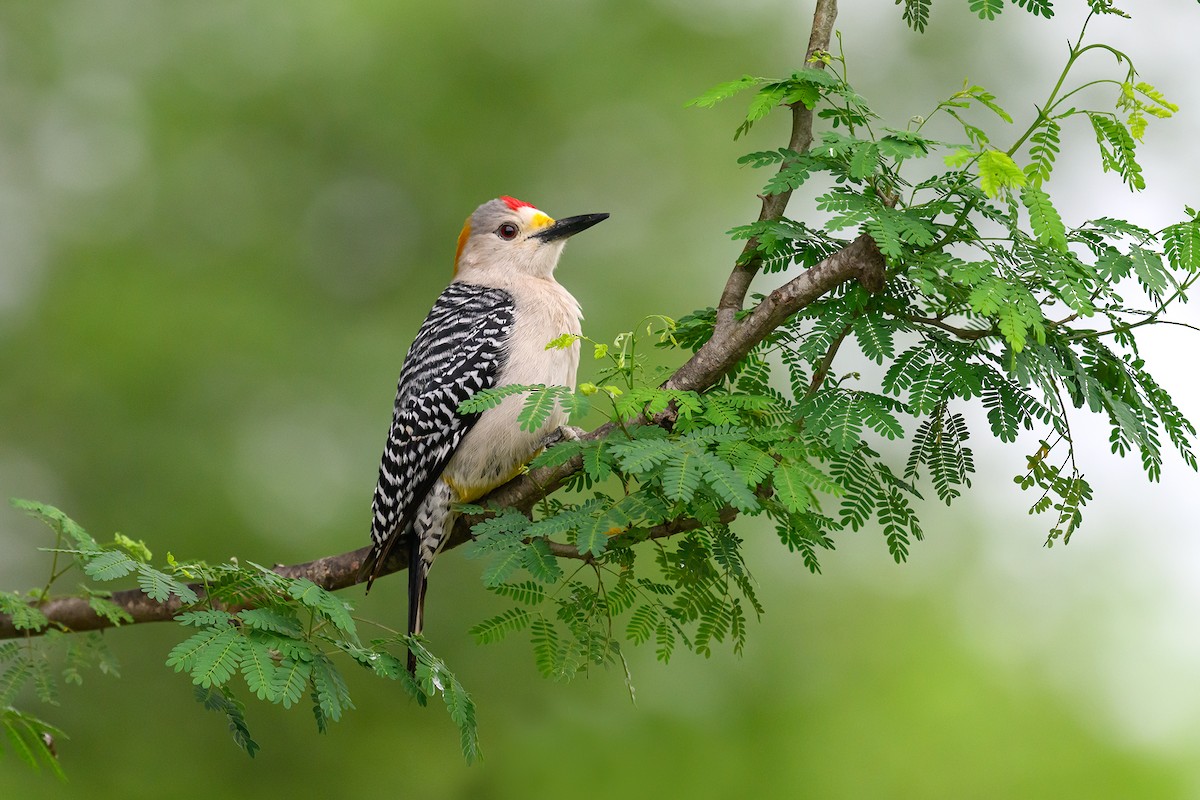 Golden-fronted Woodpecker - ML618514455