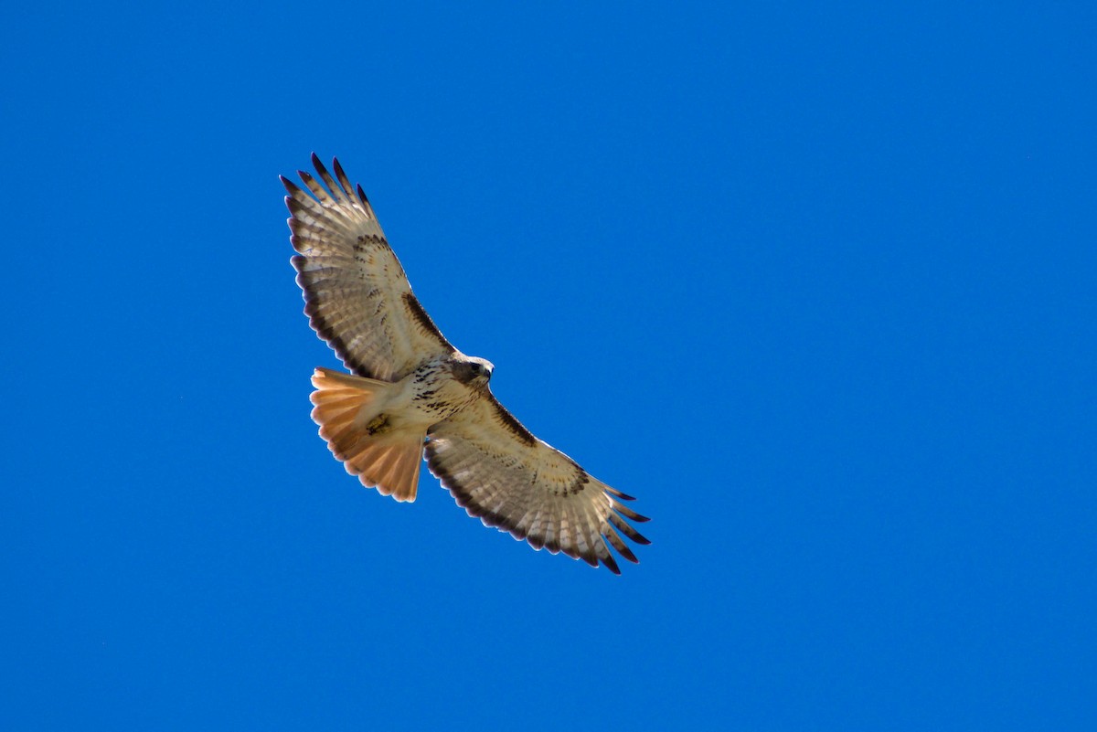 Red-tailed Hawk - ML618514497