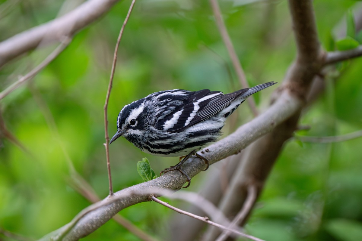 Black-and-white Warbler - ML618514507