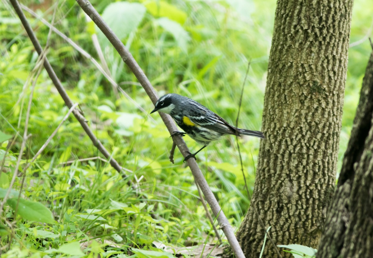 Yellow-rumped Warbler (Myrtle) - ML618514522