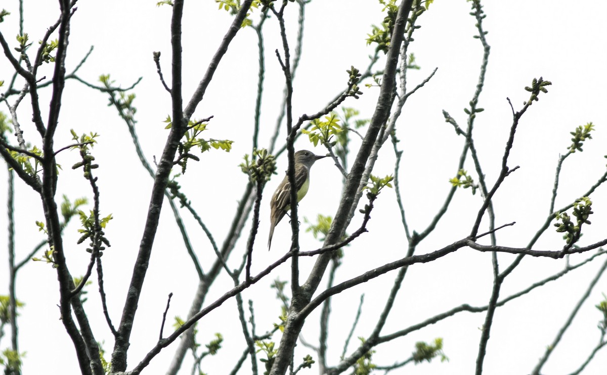 Great Crested Flycatcher - ML618514553
