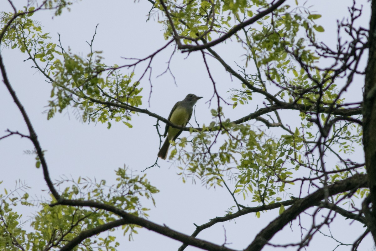 Great Crested Flycatcher - ML618514579