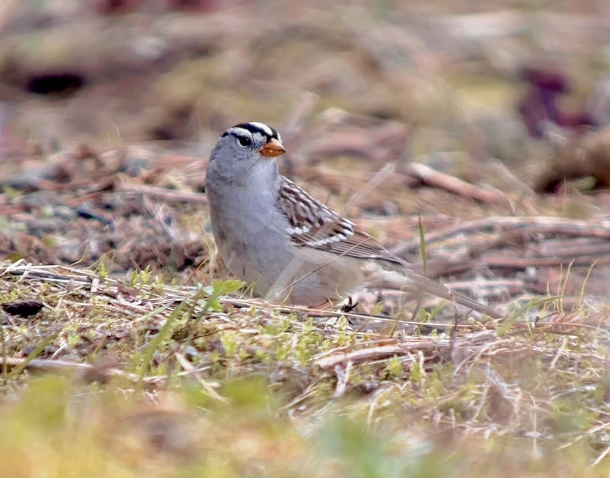 White-crowned Sparrow - ML618514611