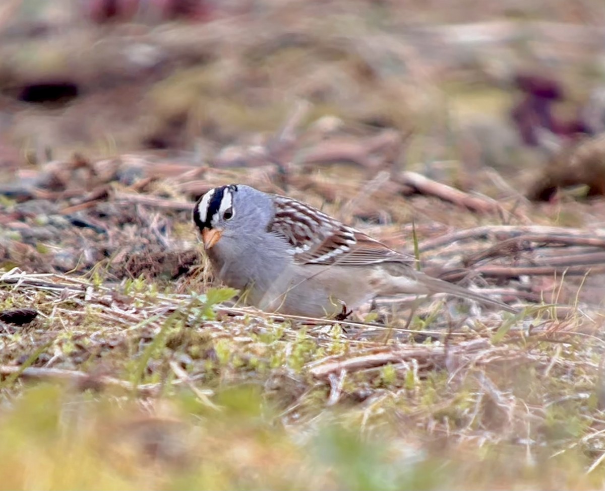 White-crowned Sparrow - ML618514612
