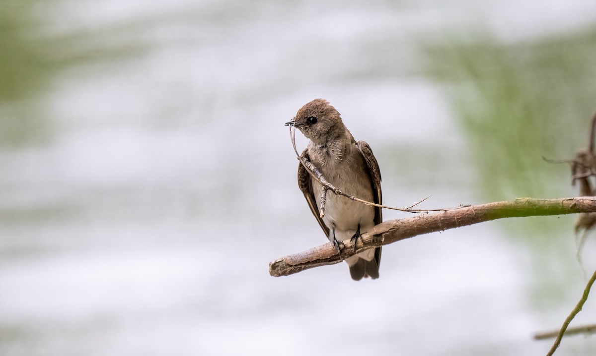 Northern Rough-winged Swallow - ML618514620
