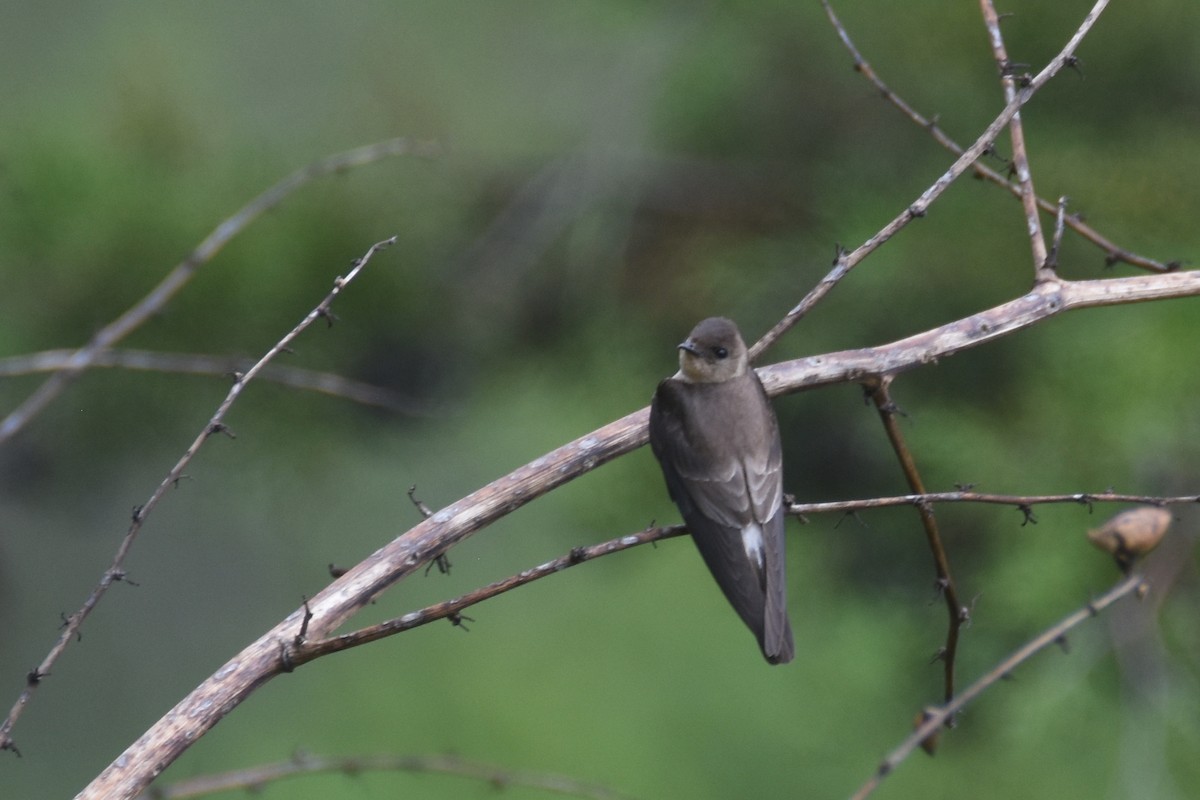 Southern Rough-winged Swallow - ML618514625