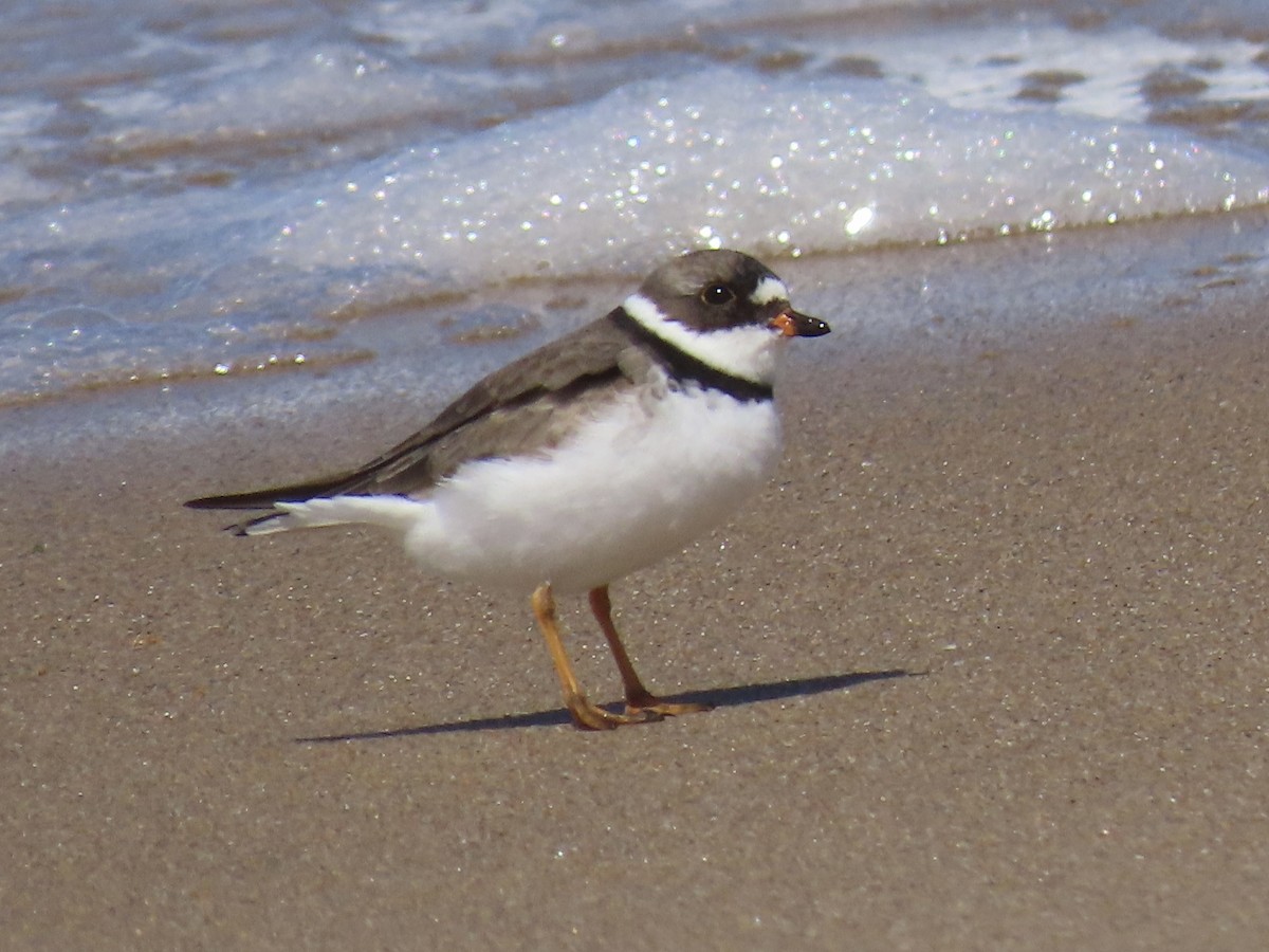 Semipalmated Plover - ML618514634