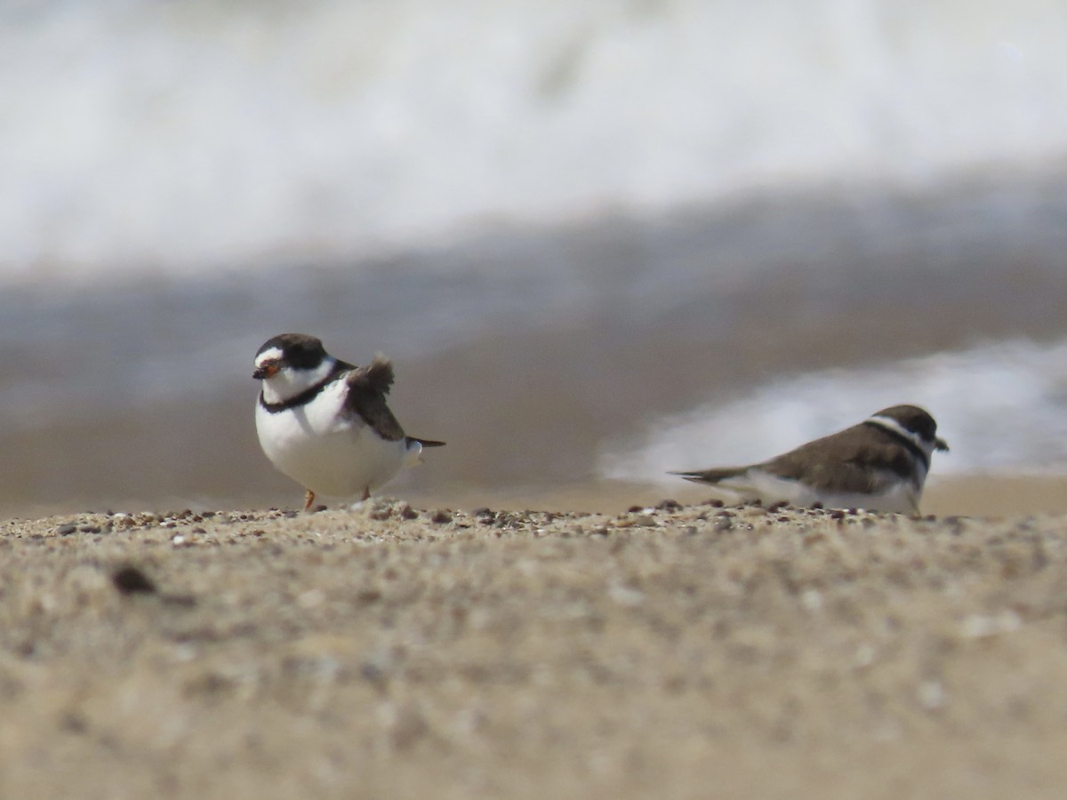 Semipalmated Plover - ML618514656