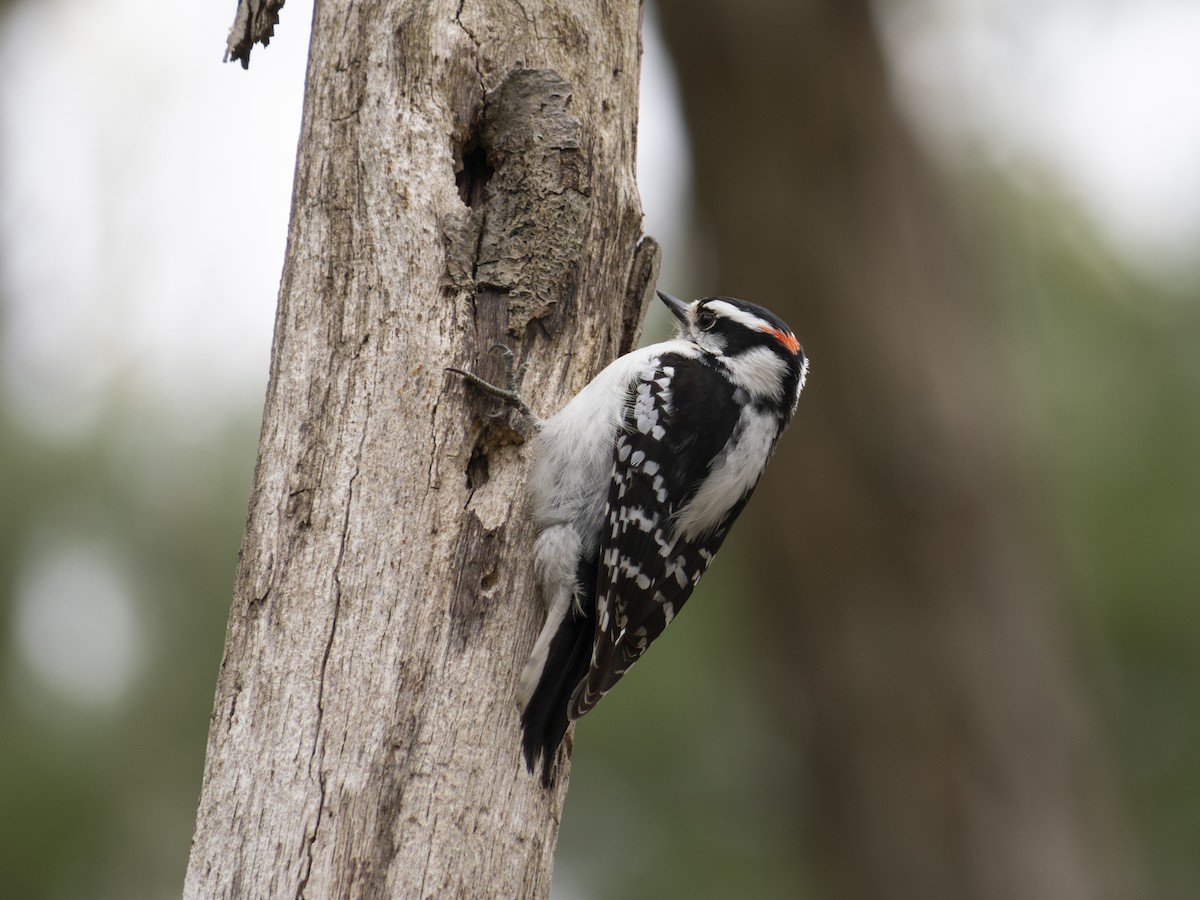 Downy Woodpecker - ML618514672