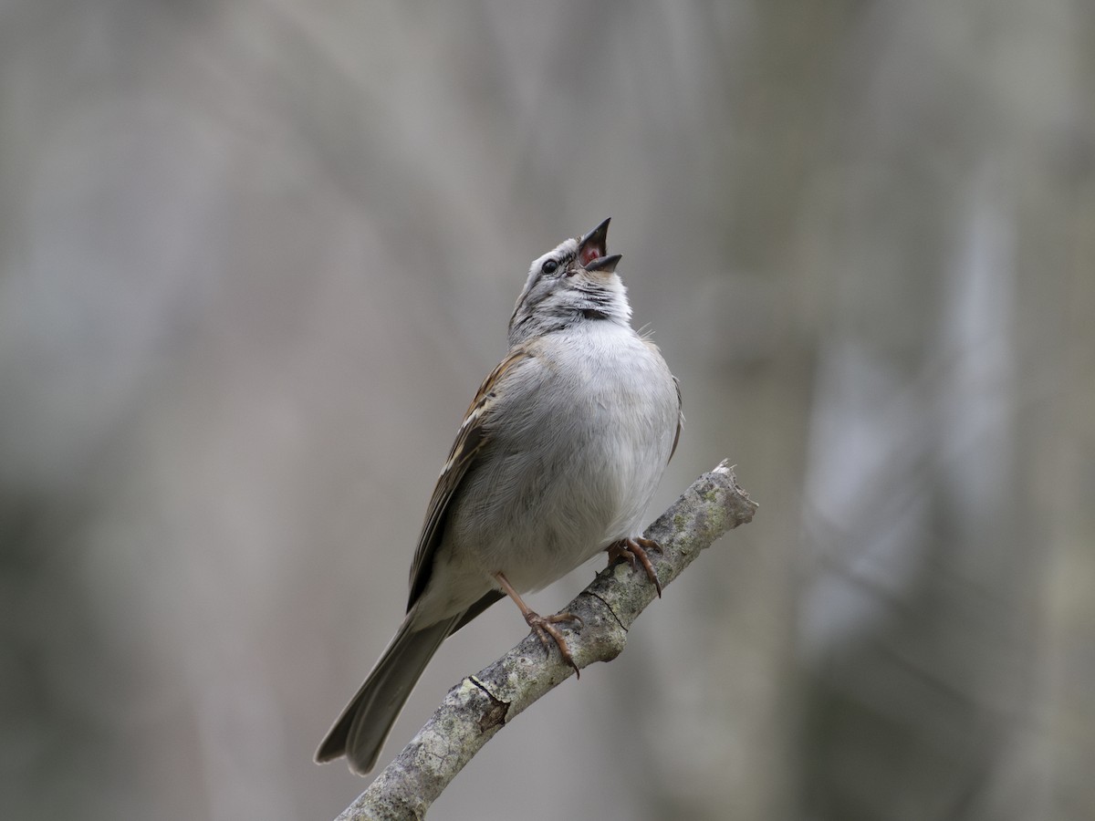 Chipping Sparrow - ML618514686