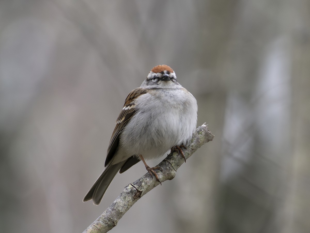 Chipping Sparrow - ML618514687