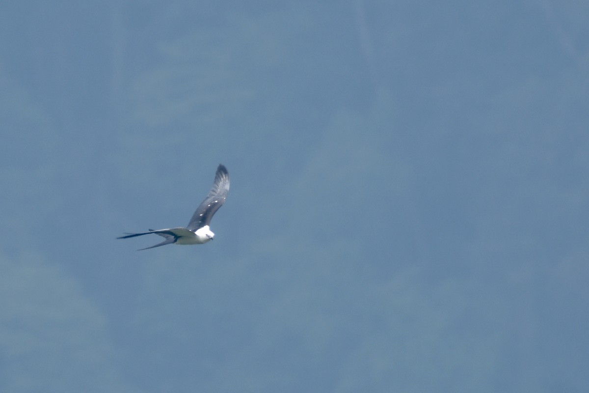 Swallow-tailed Kite - ML618514700