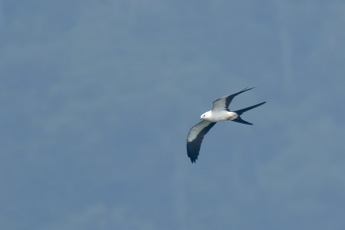 Swallow-tailed Kite - ML618514701