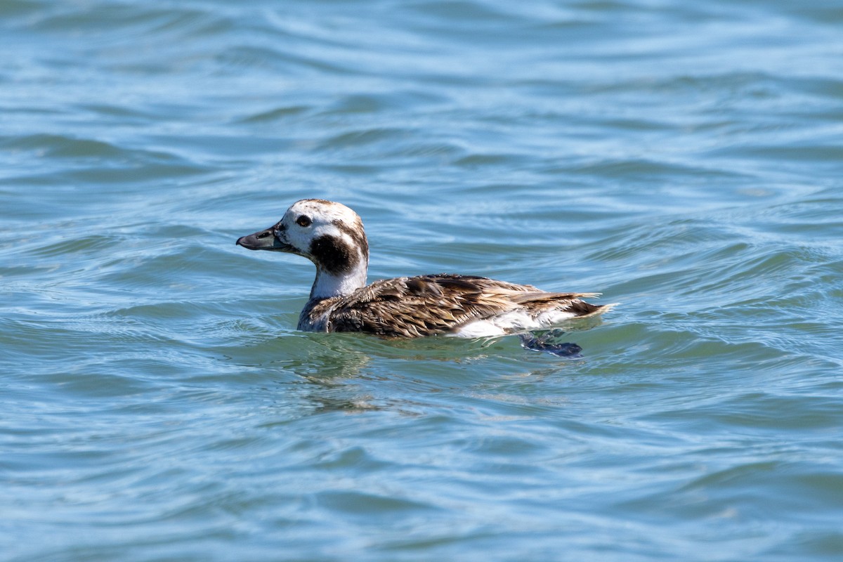 Long-tailed Duck - ML618514714