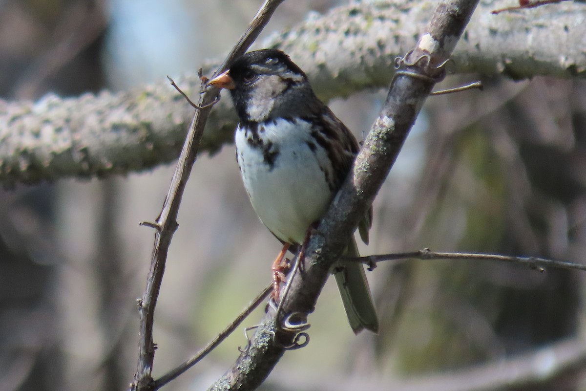 Harris's Sparrow - ML618514759
