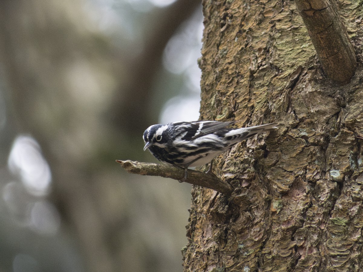 Black-and-white Warbler - ML618514770