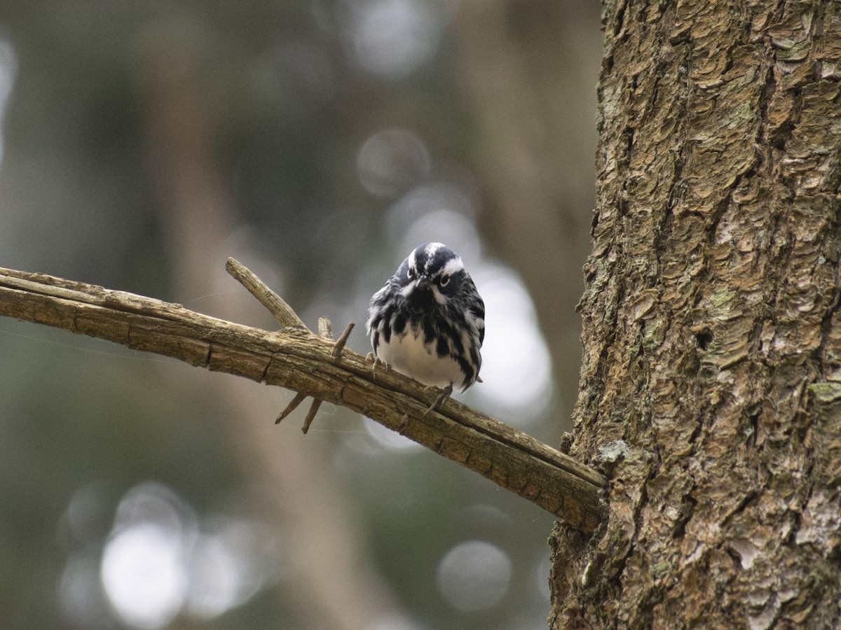 Black-and-white Warbler - ML618514771