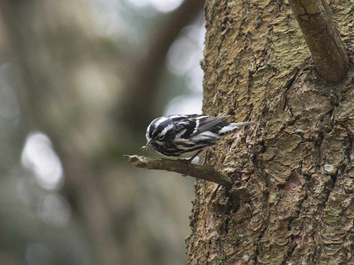 Black-and-white Warbler - ML618514772