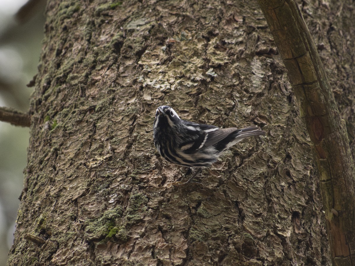 Black-and-white Warbler - ML618514773