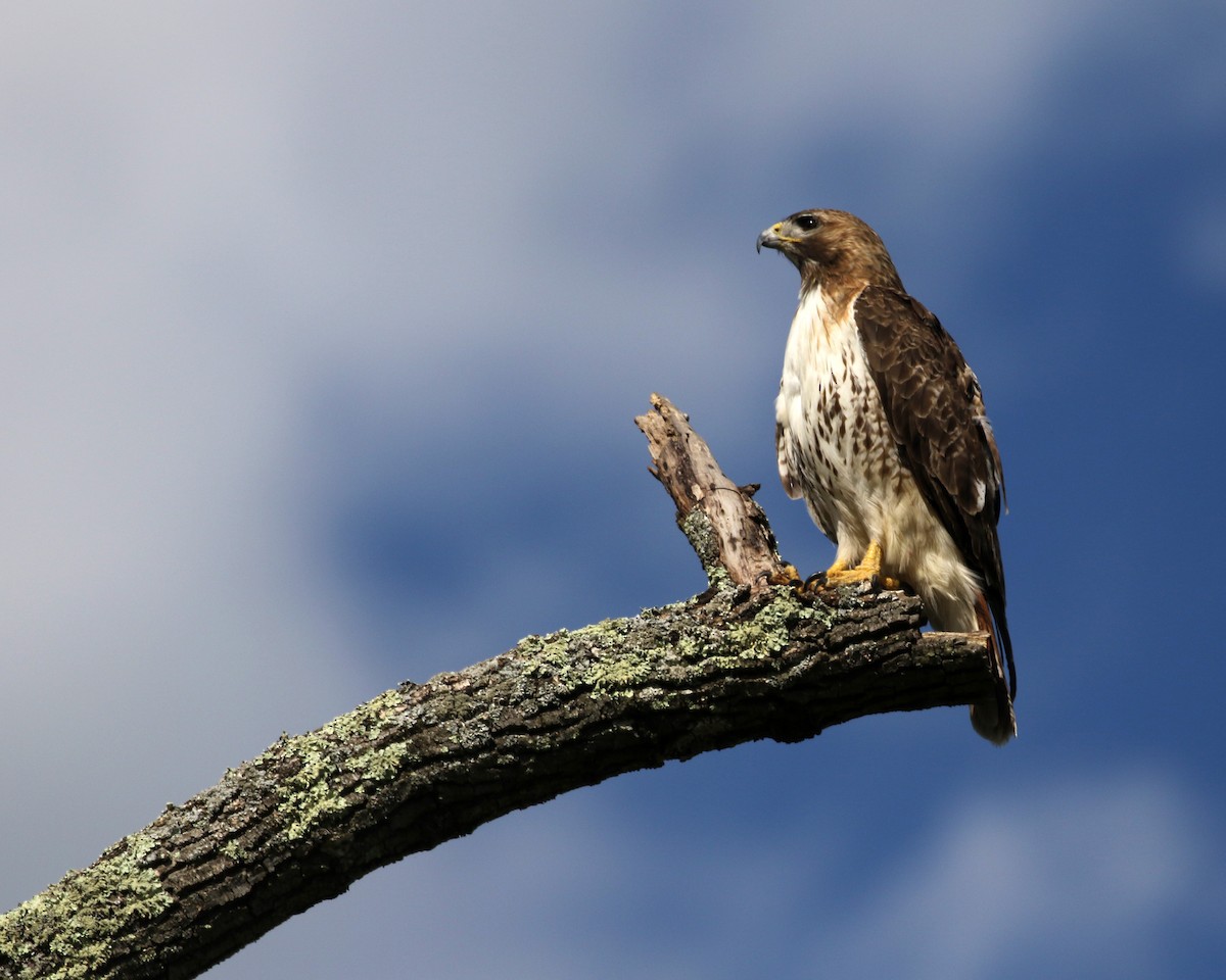Red-tailed Hawk - ML618514775