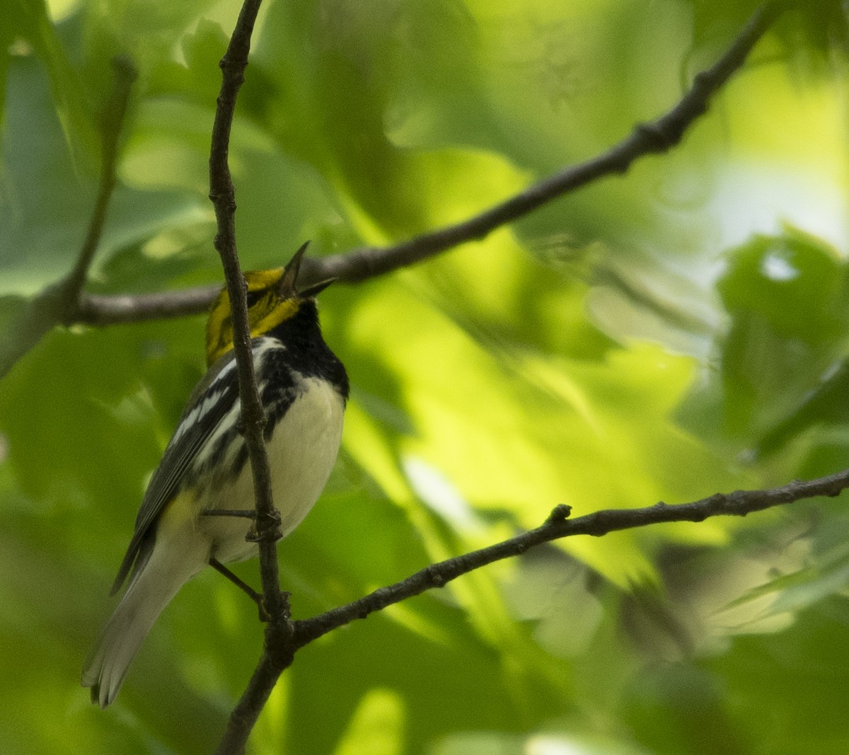 Black-throated Green Warbler - Hunter Griffey