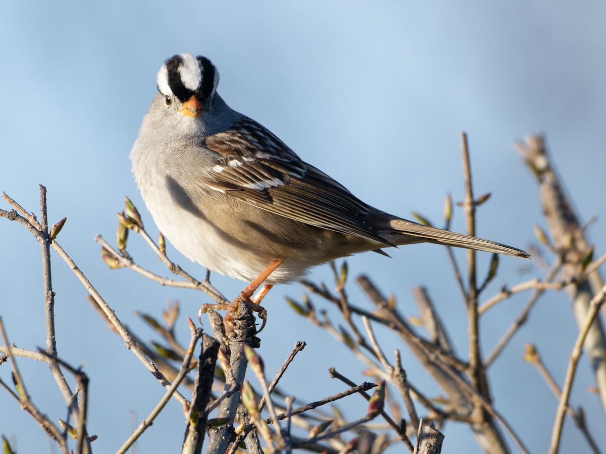 White-crowned Sparrow - Alan Van Norman