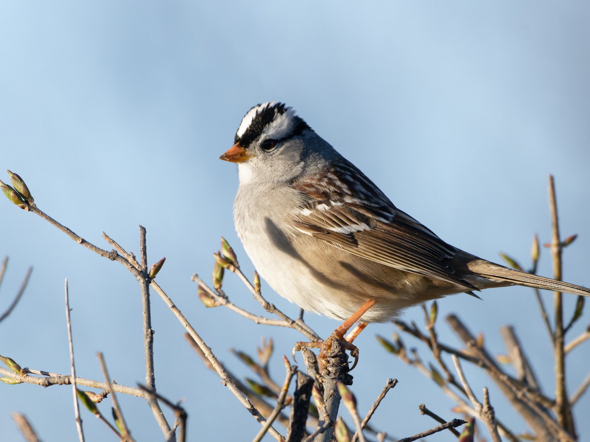 White-crowned Sparrow - ML618514787
