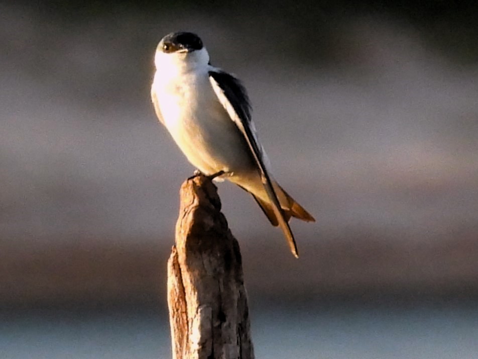 White-winged Swallow - ML618514791