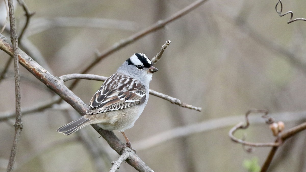 White-crowned Sparrow (leucophrys) - ML618514793