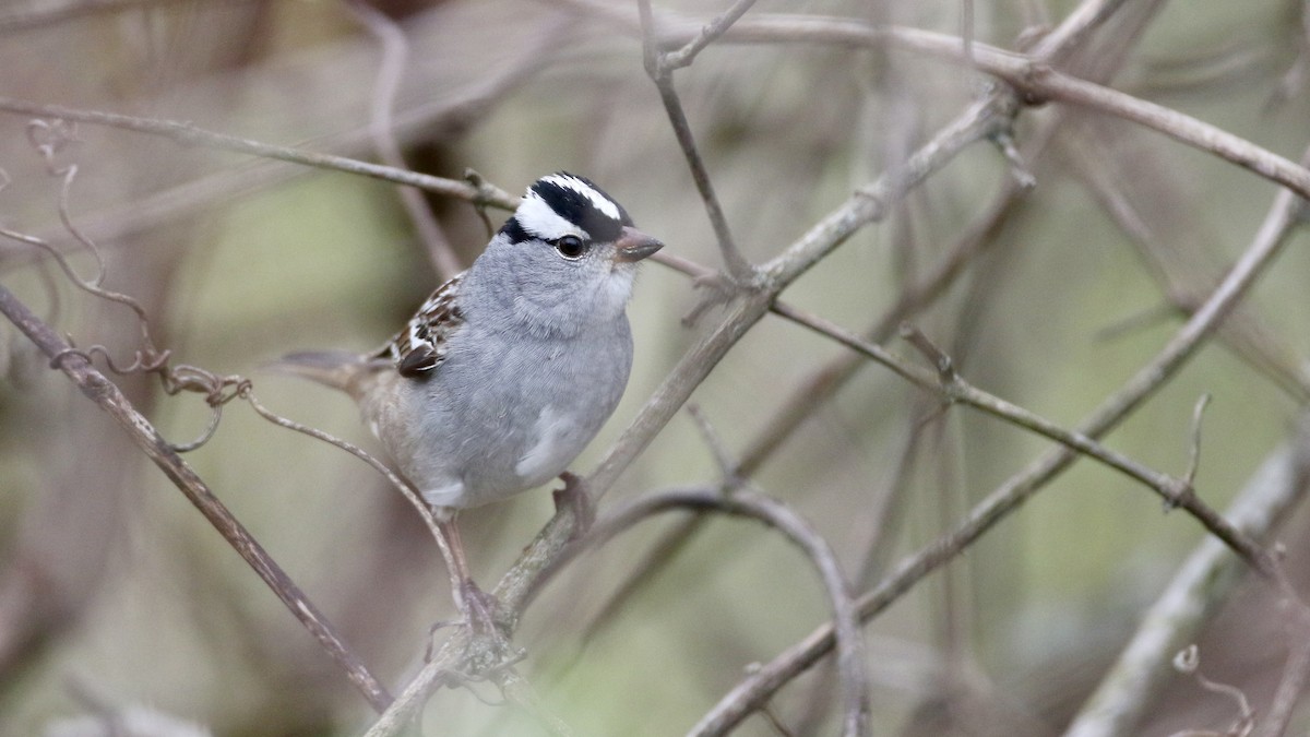 White-crowned Sparrow (leucophrys) - ML618514794