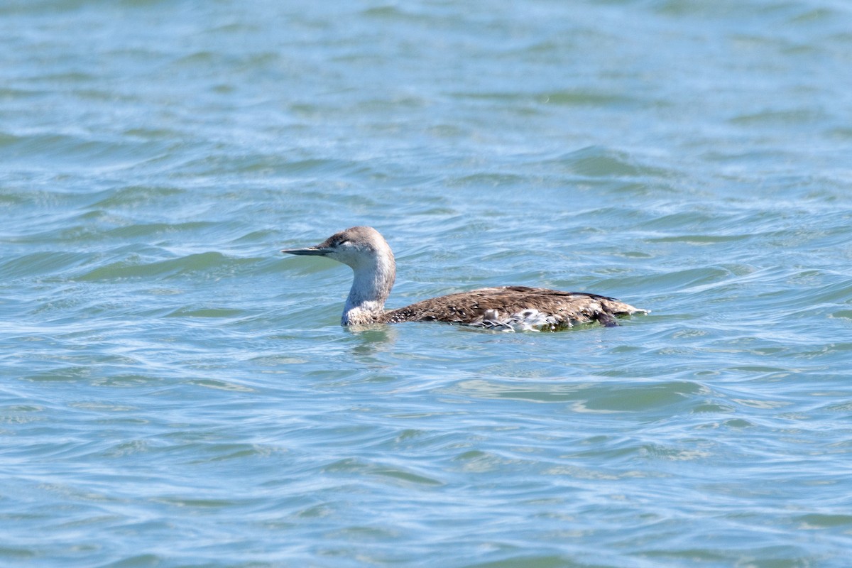 Red-throated Loon - ML618514851