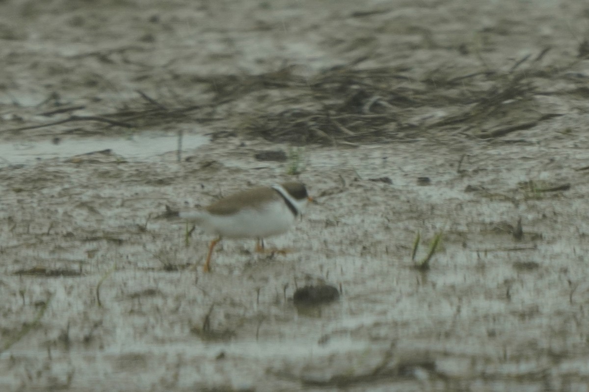 Semipalmated Plover - ML618514938