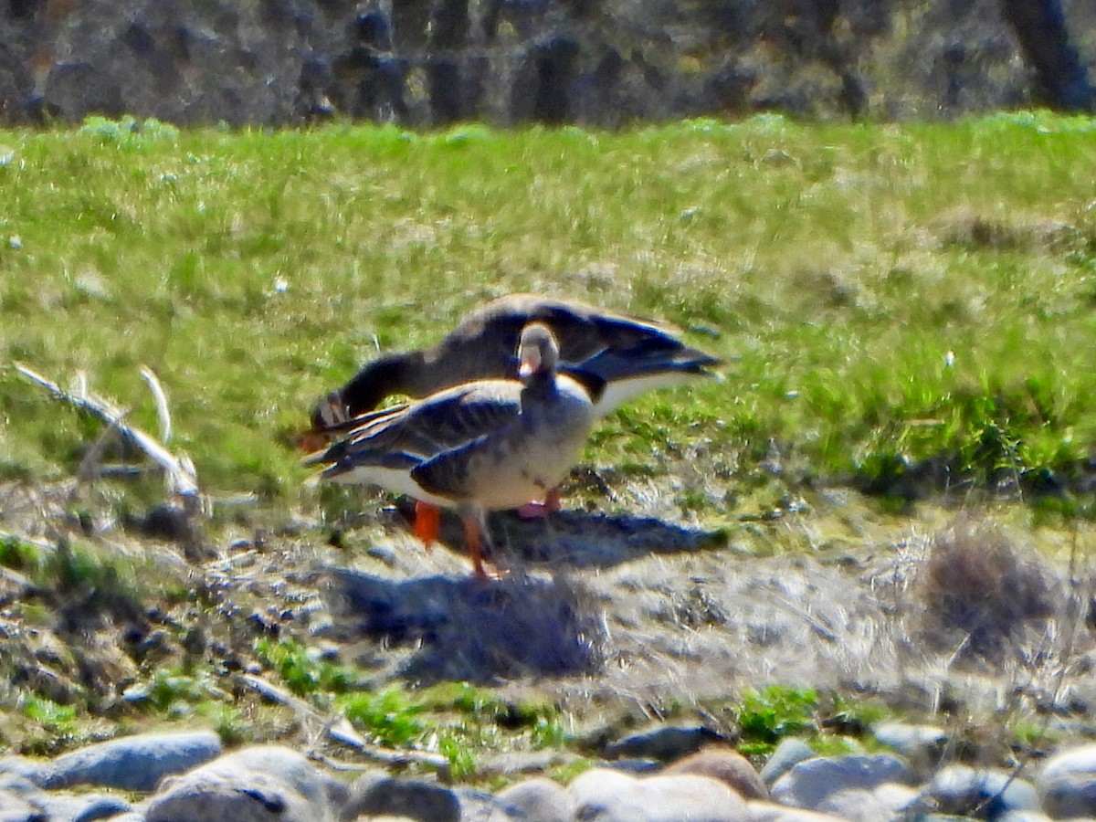 Greater White-fronted Goose - ML618514998