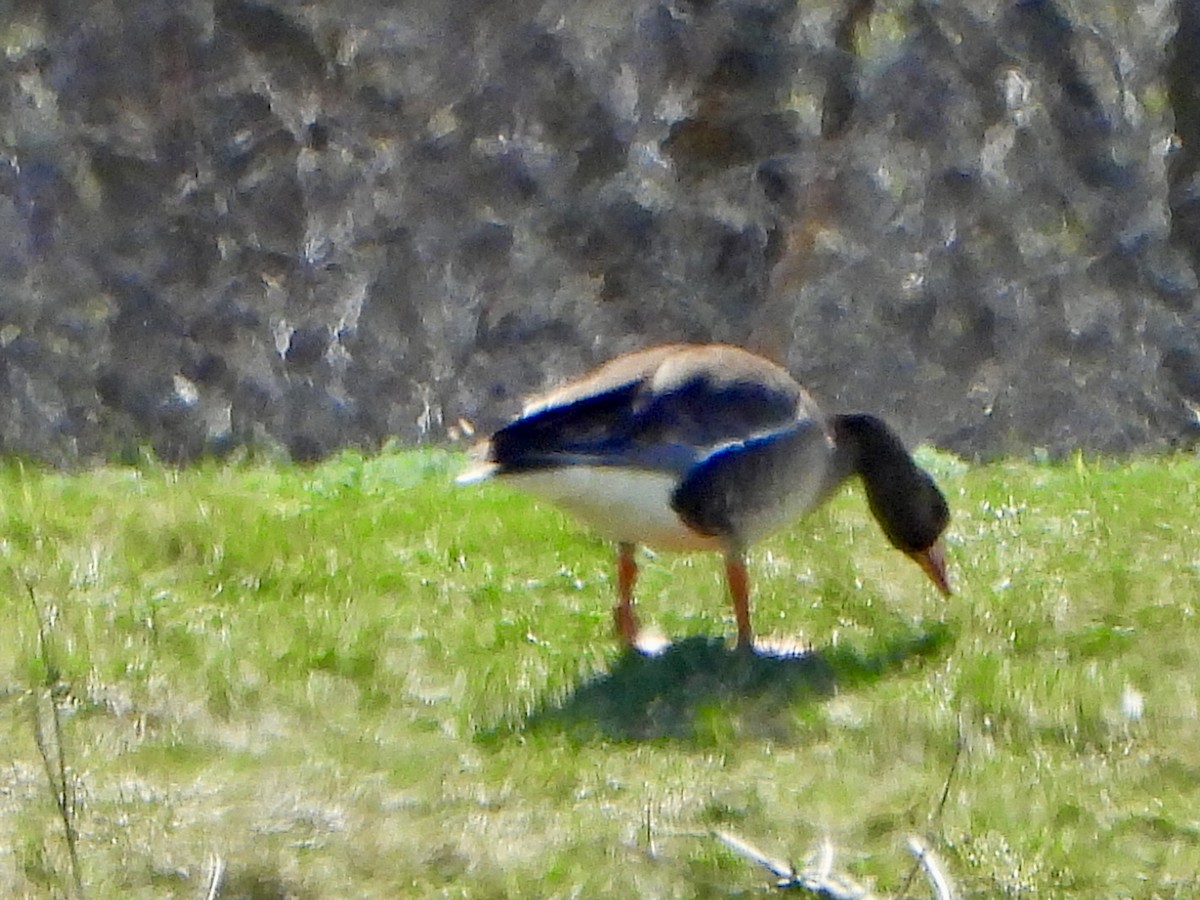 Greater White-fronted Goose - ML618514999