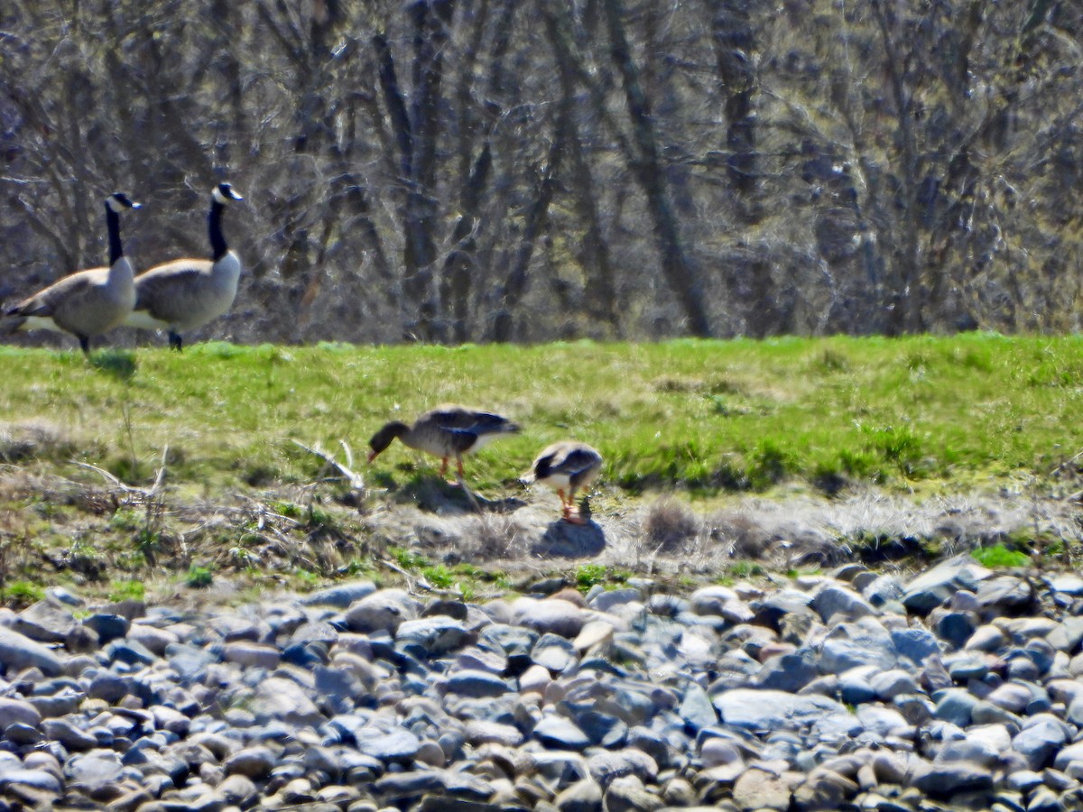 Greater White-fronted Goose - ML618515000