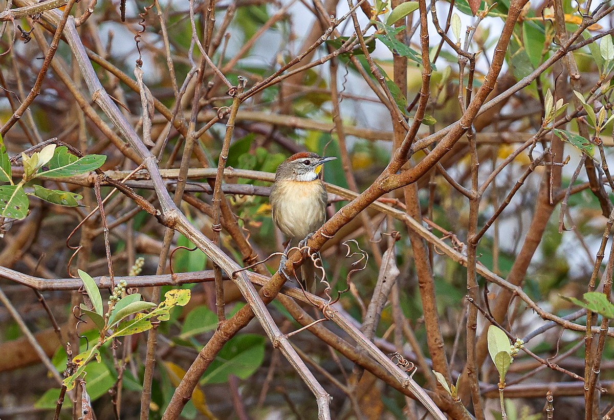Chotoy Spinetail - ML618515006