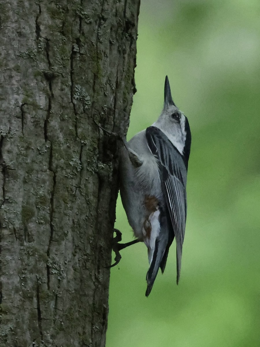 White-breasted Nuthatch - ML618515011