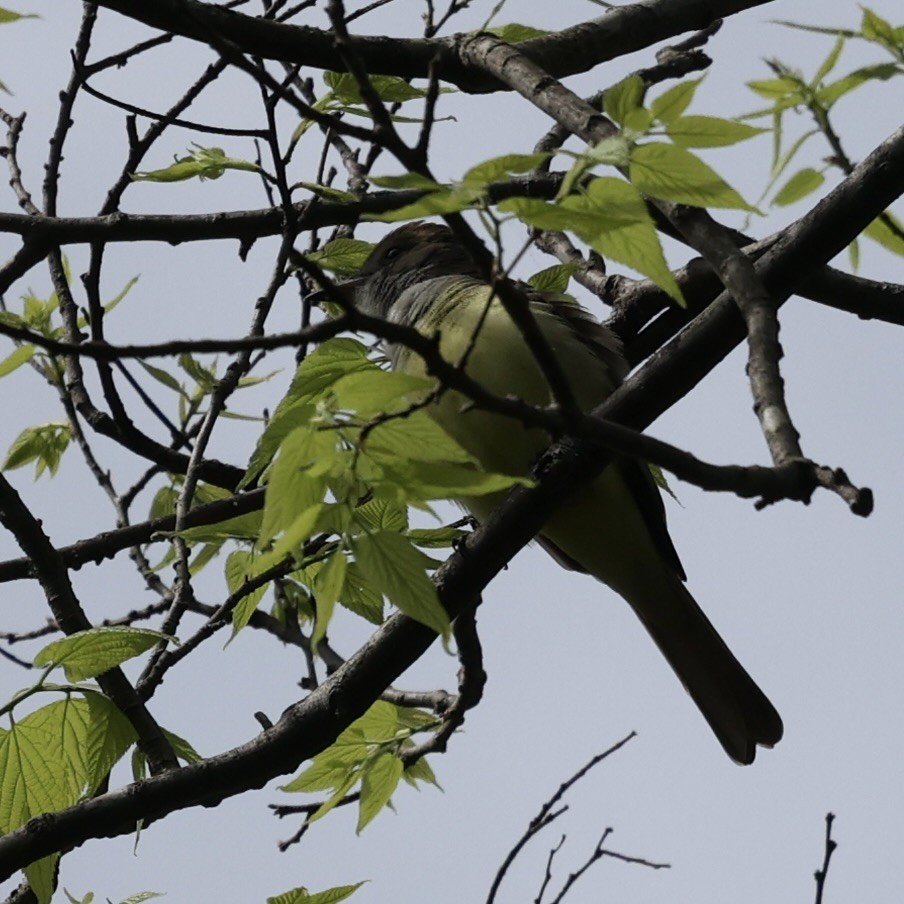 Great Crested Flycatcher - ML618515025